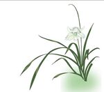 兰花矢量