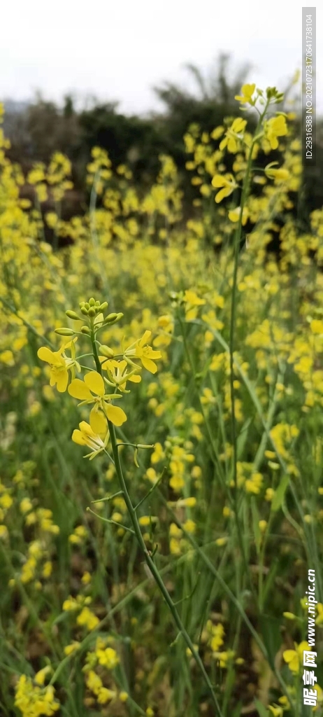 油菜花