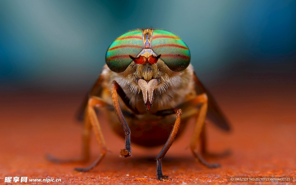 昆虫