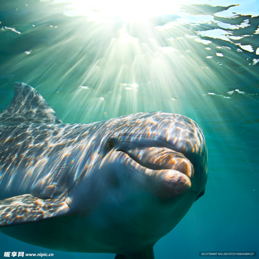 海豚