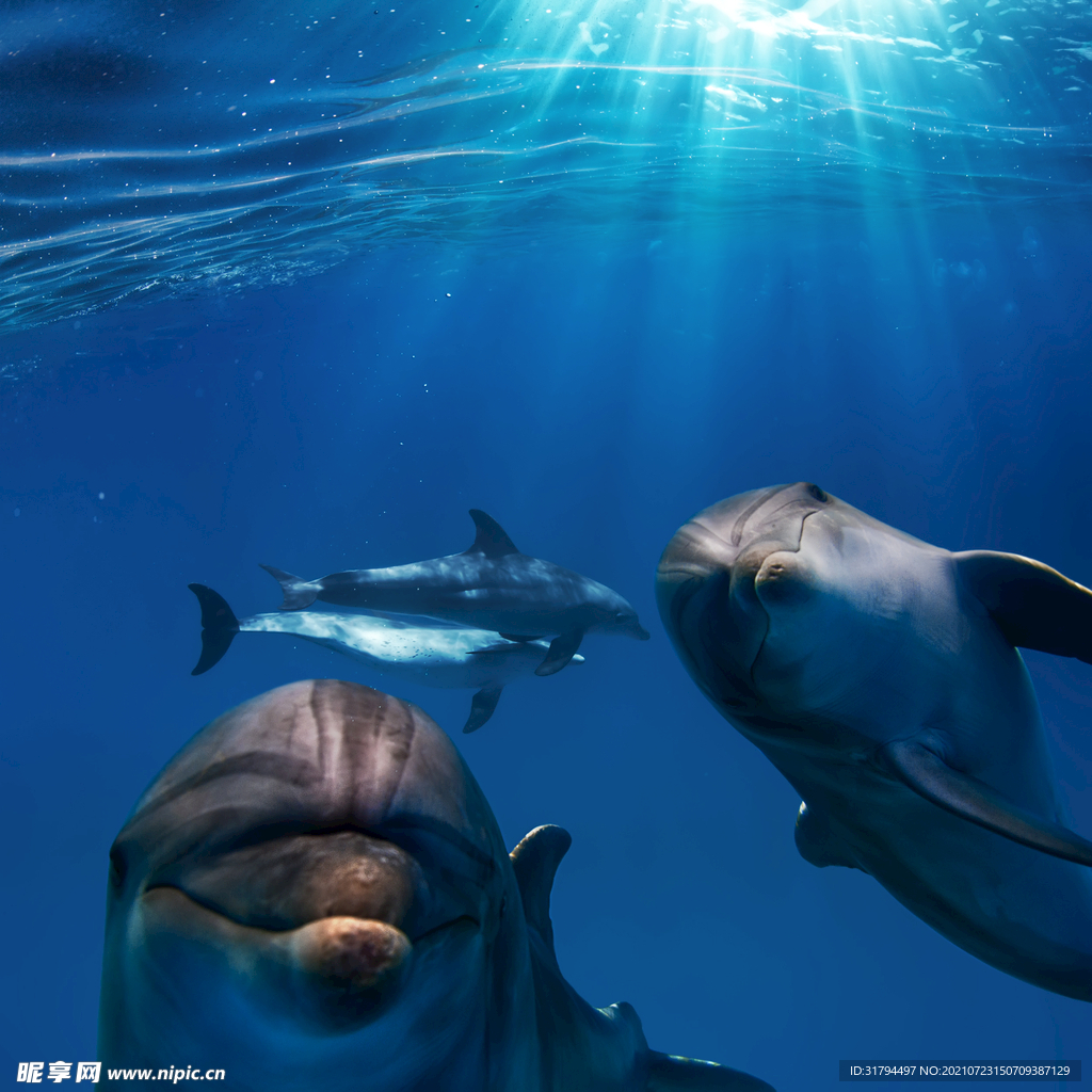 海豚