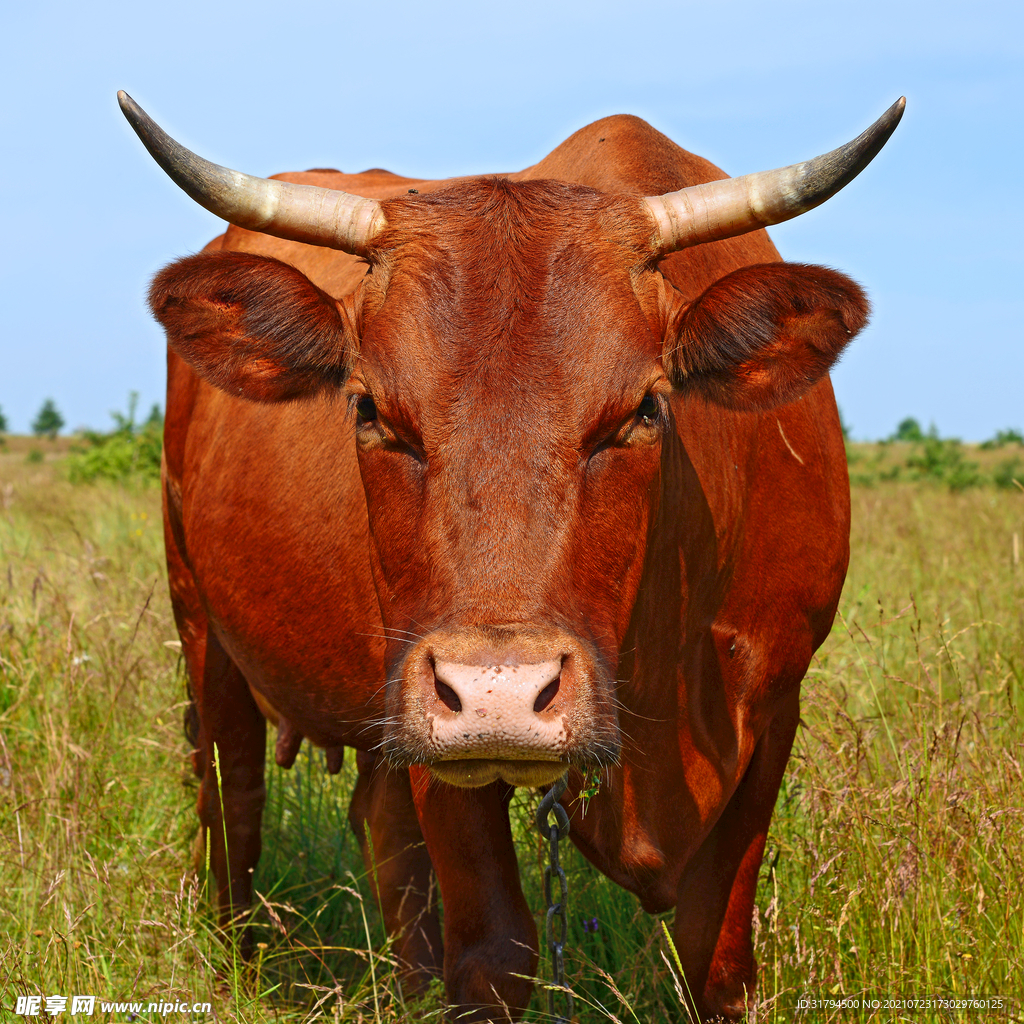 新疆巴里坤草原牧场奶牛高清图片下载-正版图片500995575-摄图网
