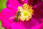 蜜蜂