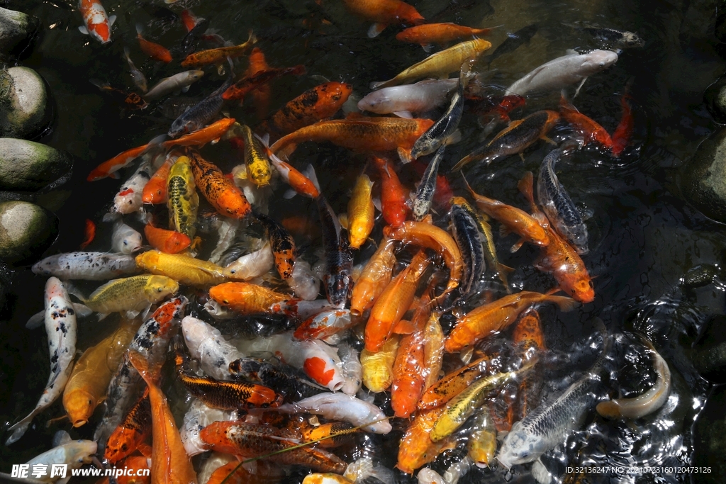 锦鲤