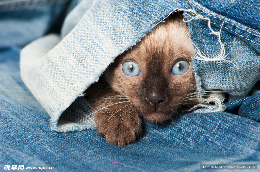 猫