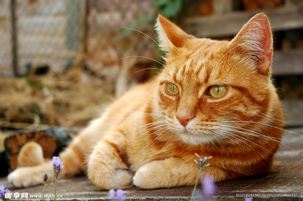 猫