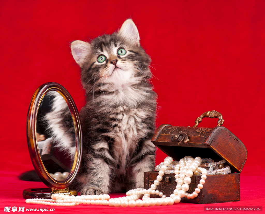 猫