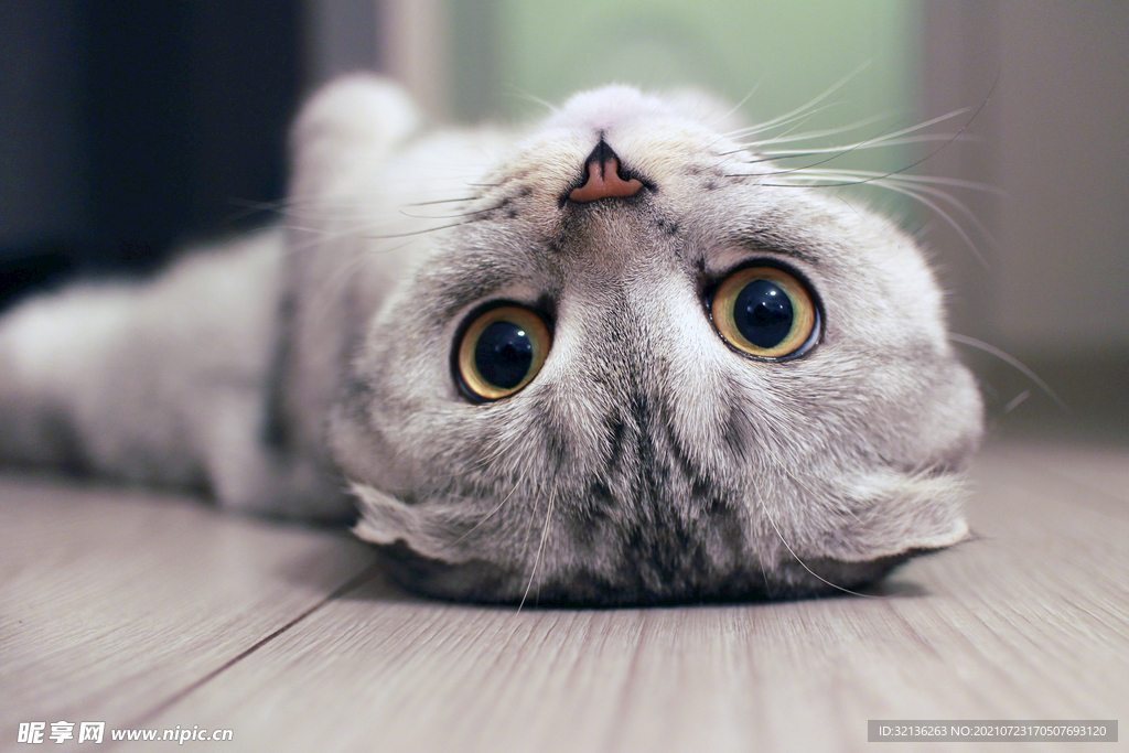 猫