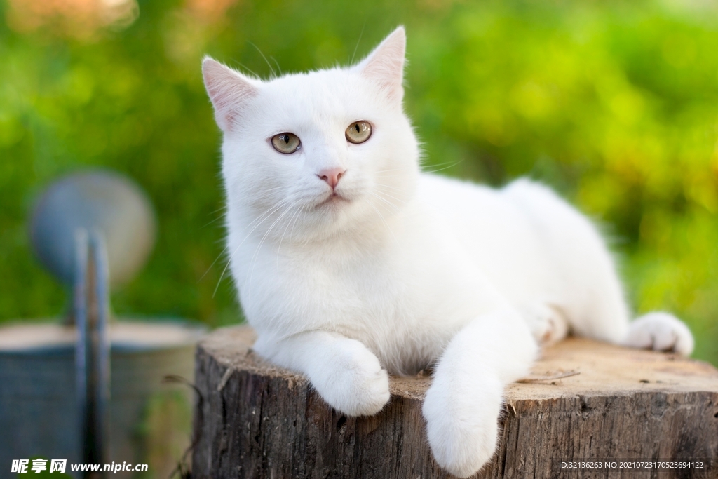 猫