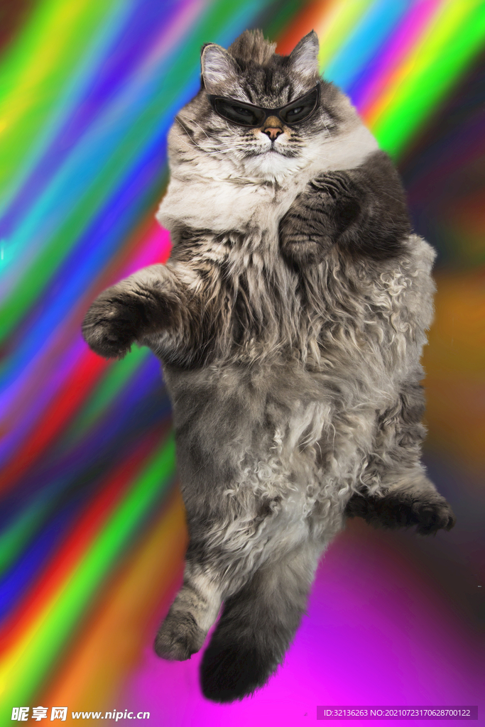 猫