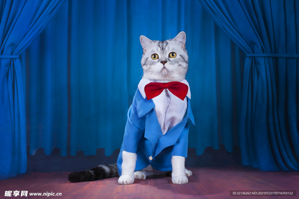 猫