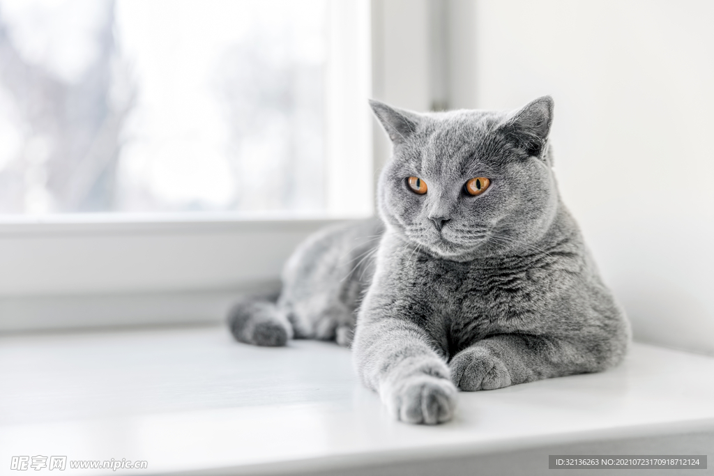 猫