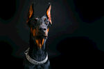 杜宾犬