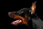 杜宾犬