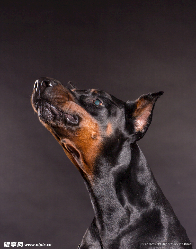 杜宾犬