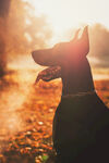 杜宾犬