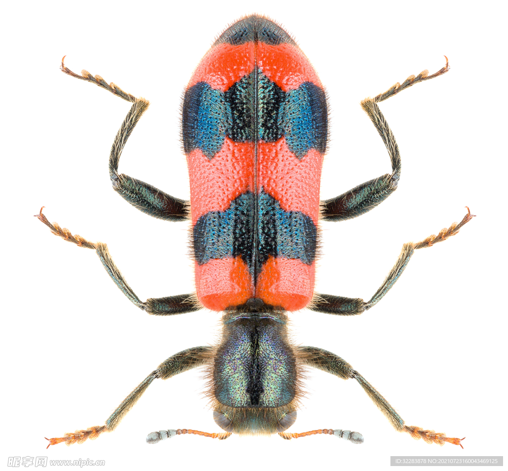 甲虫 免费图片 - Public Domain Pictures