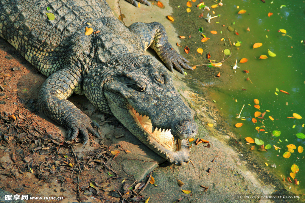 鳄鱼