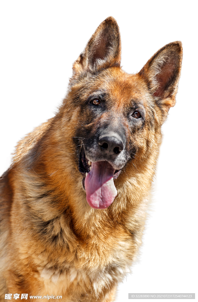 牧羊犬