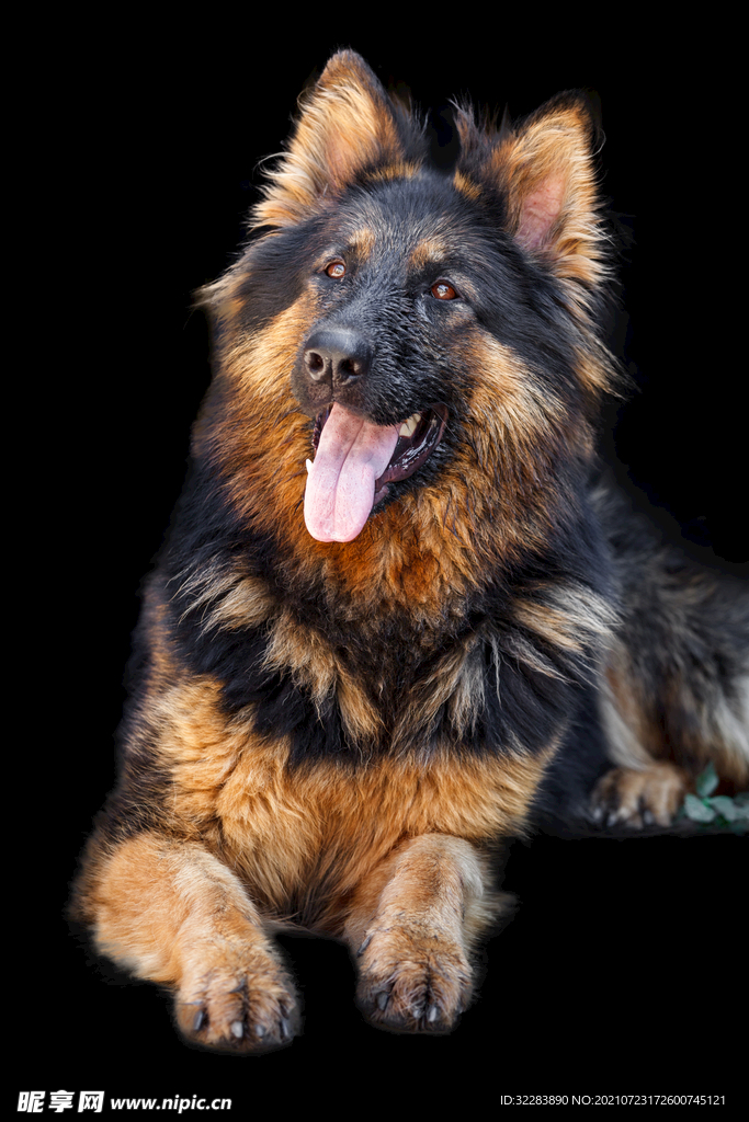 牧羊犬