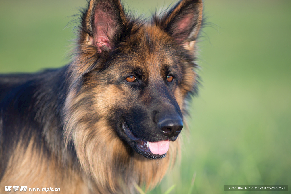 牧羊犬