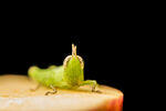 蝗虫