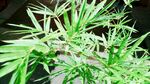 植物