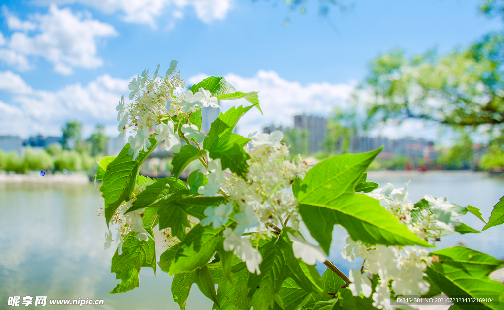 花