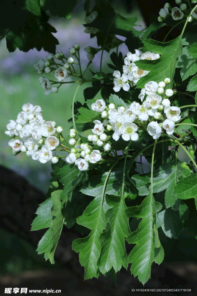 山楂树花 