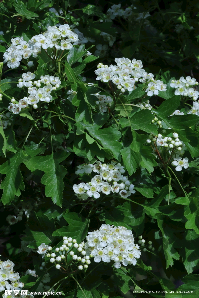 山楂树花 