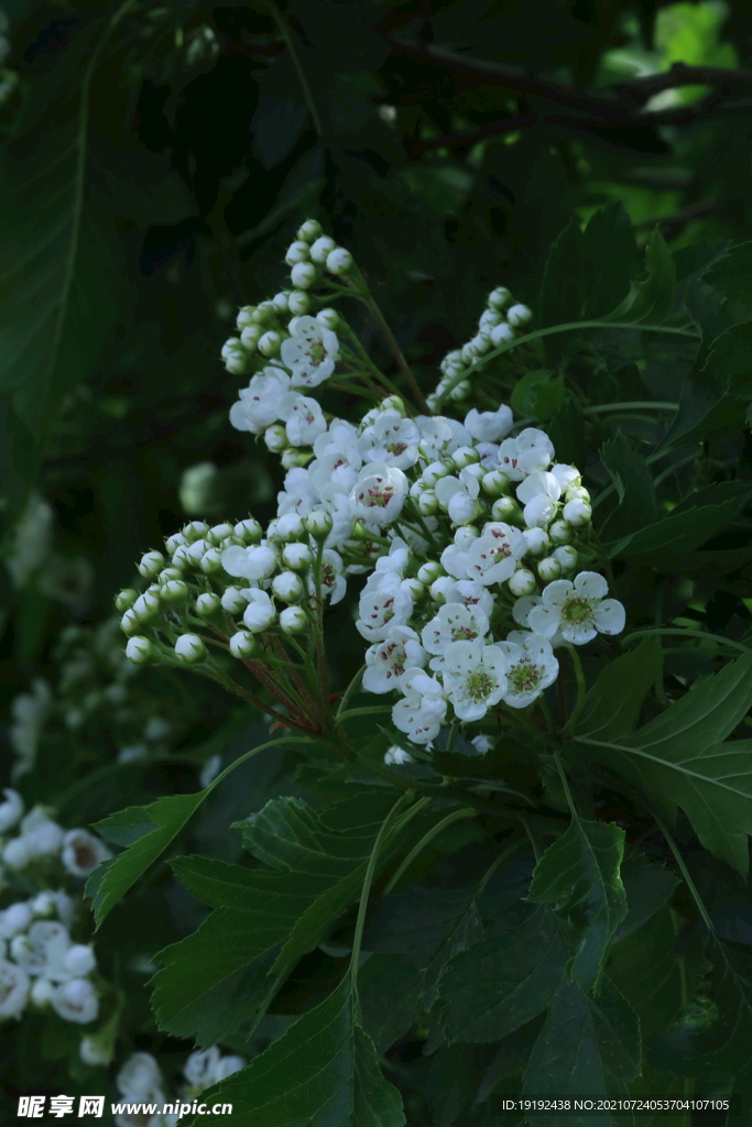 山楂树花