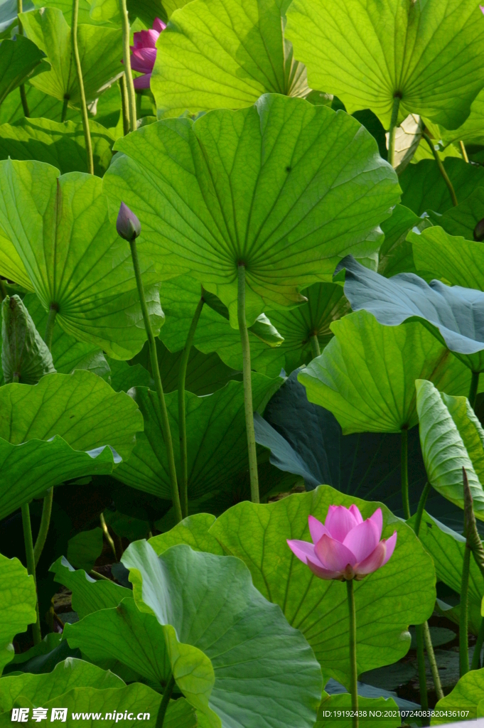 荷花 