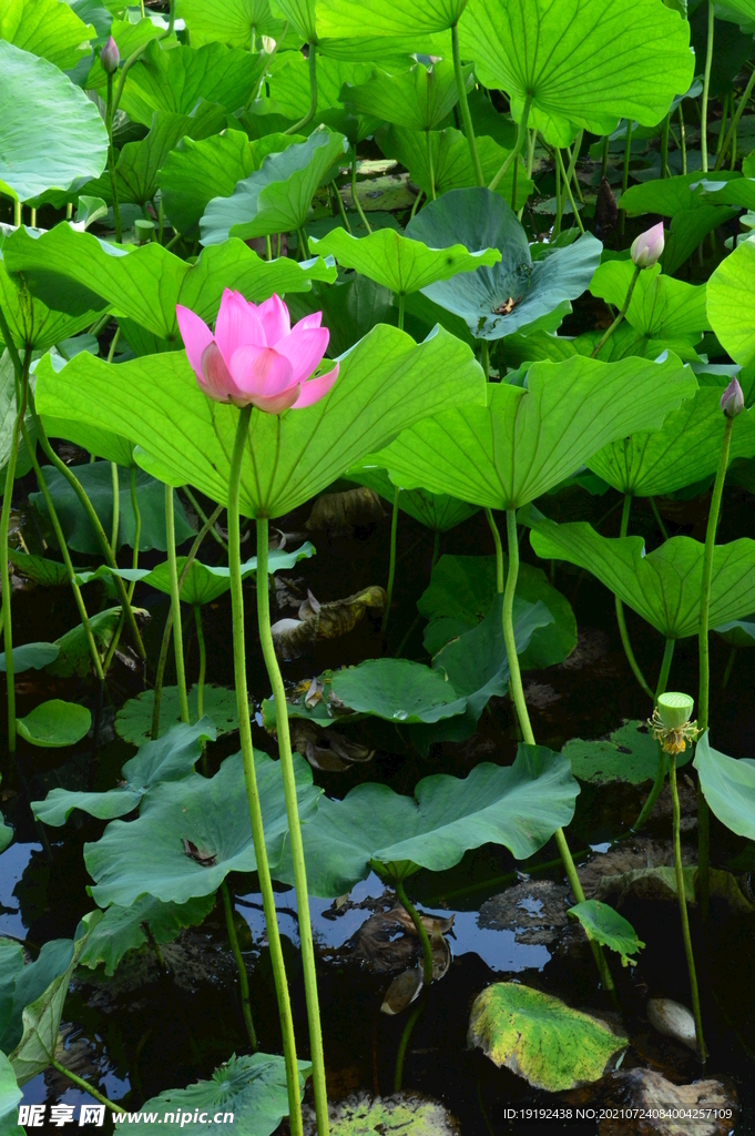 荷花