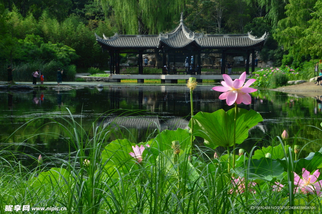 荷花 