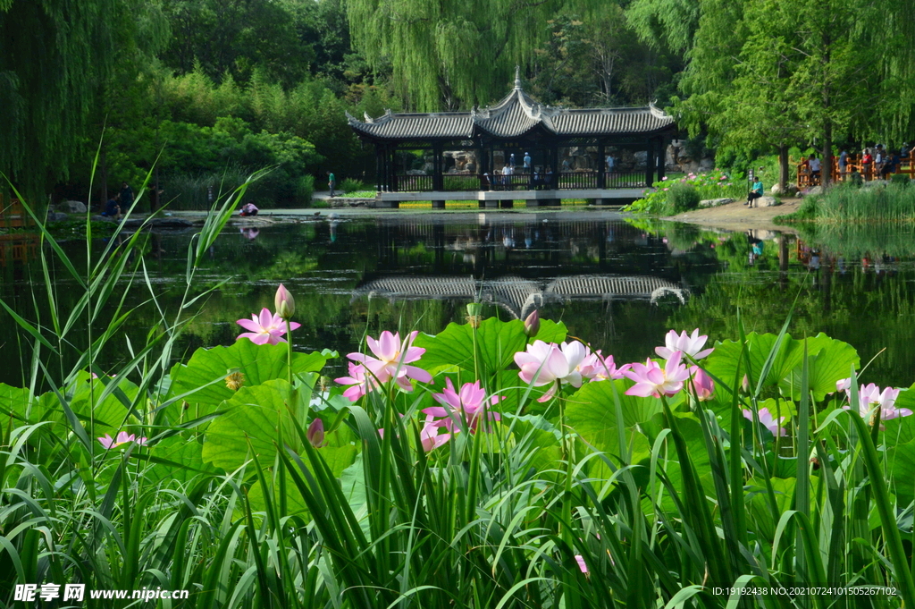 荷花 