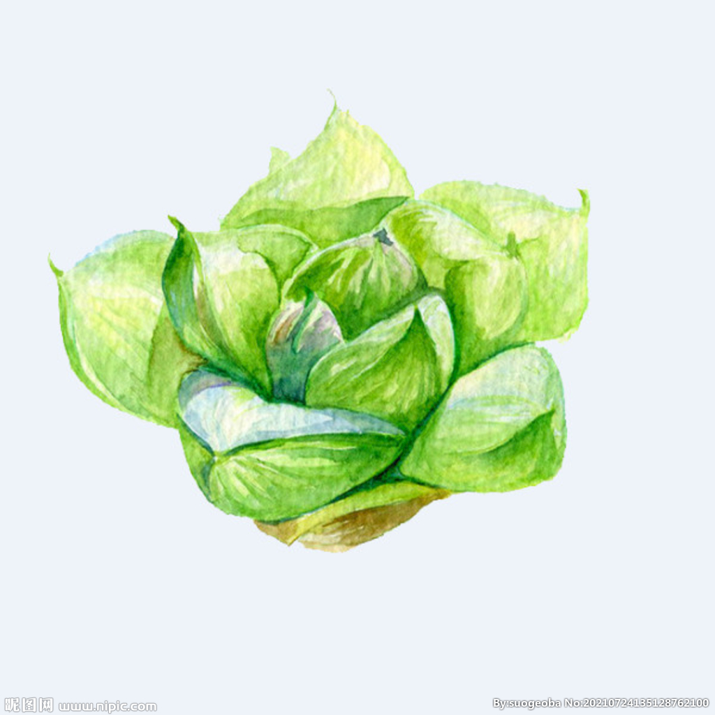 png格式植物花卉手绘素材