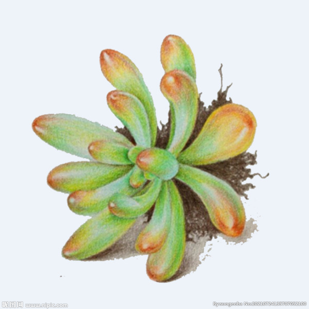 png格式植物花卉手绘素材