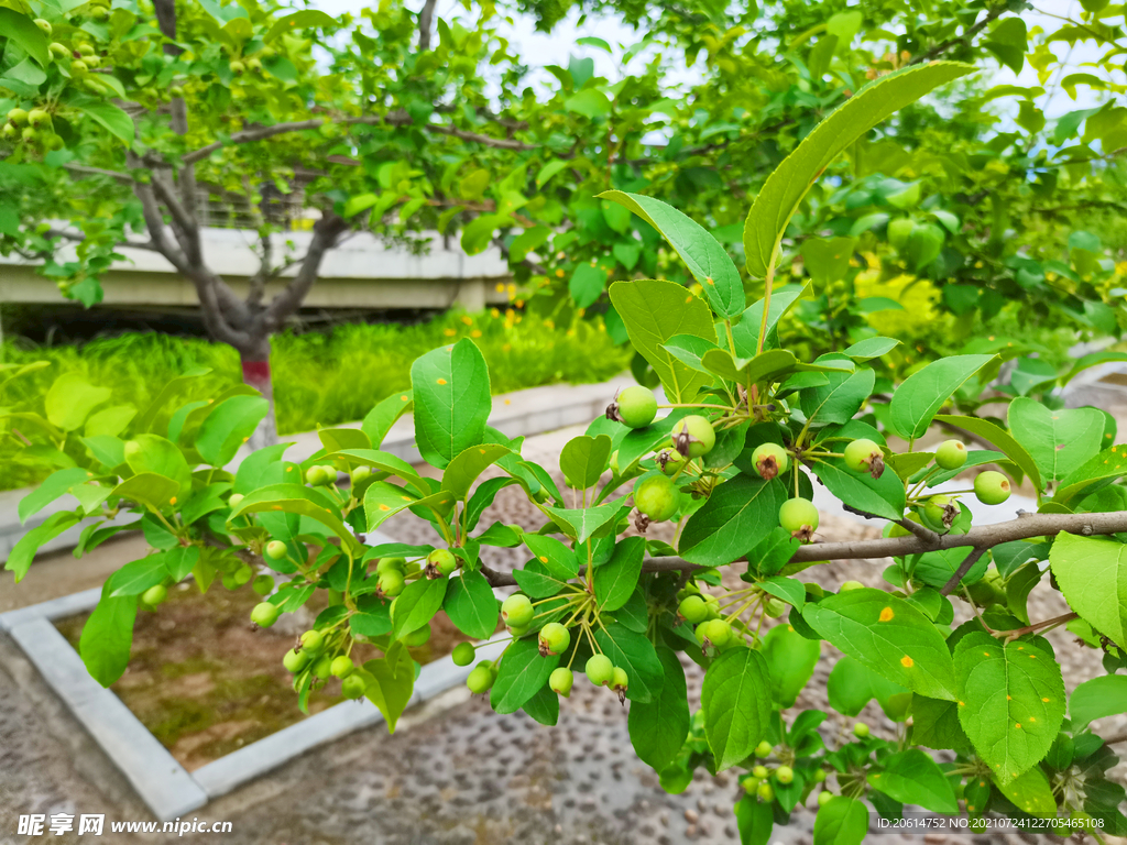 苹果树