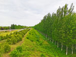 美丽的树林风景