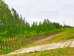 美丽的乡村树林风景