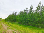 美丽的树林风景
