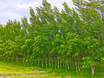 乡村树林美景