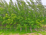 乡村树林风景