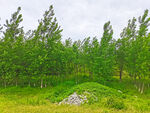 乡村树林美景