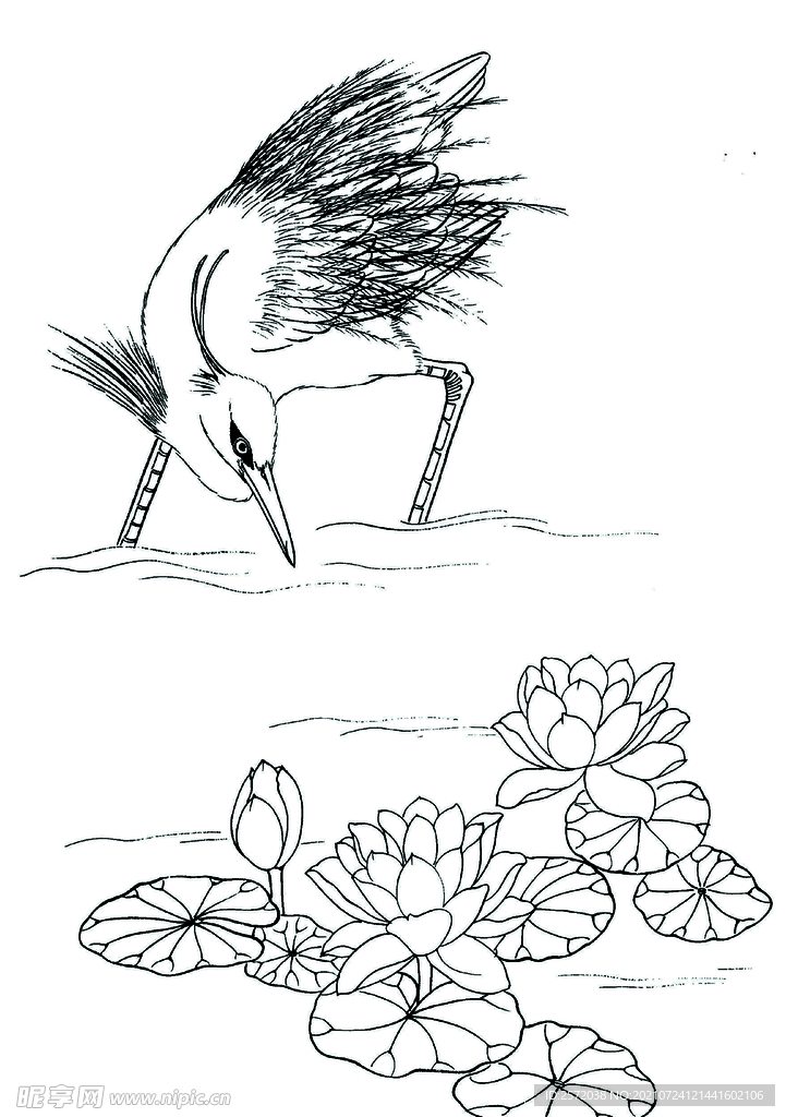 出水芙蓉