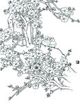 梅花珍珠鸟