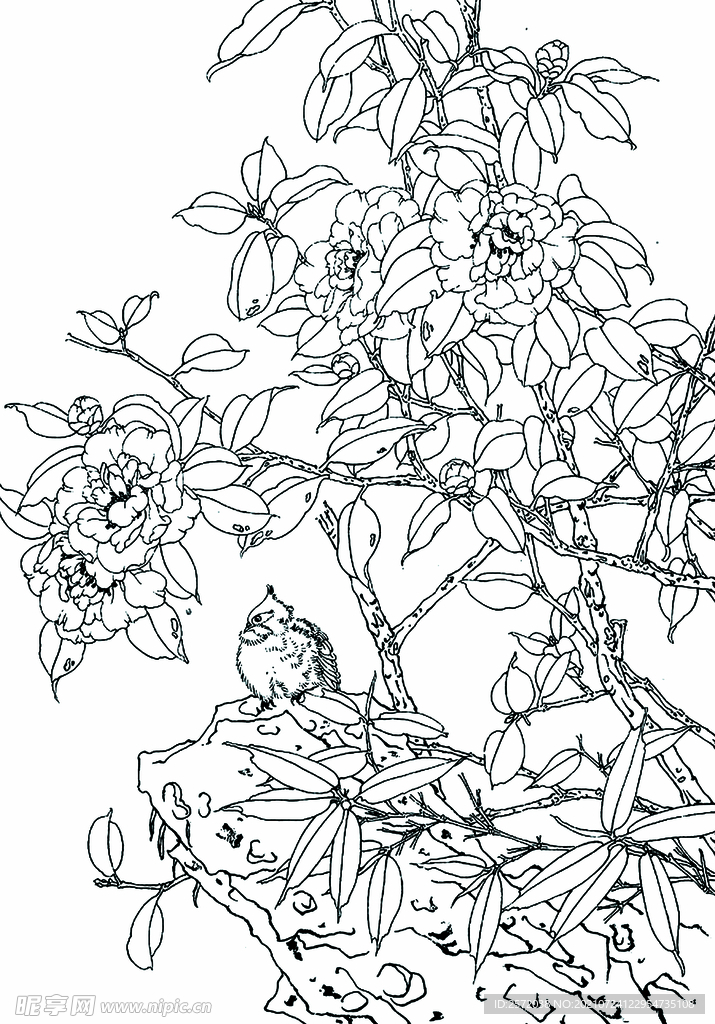 花荫小鸟