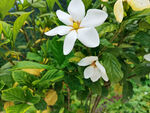 栀子花