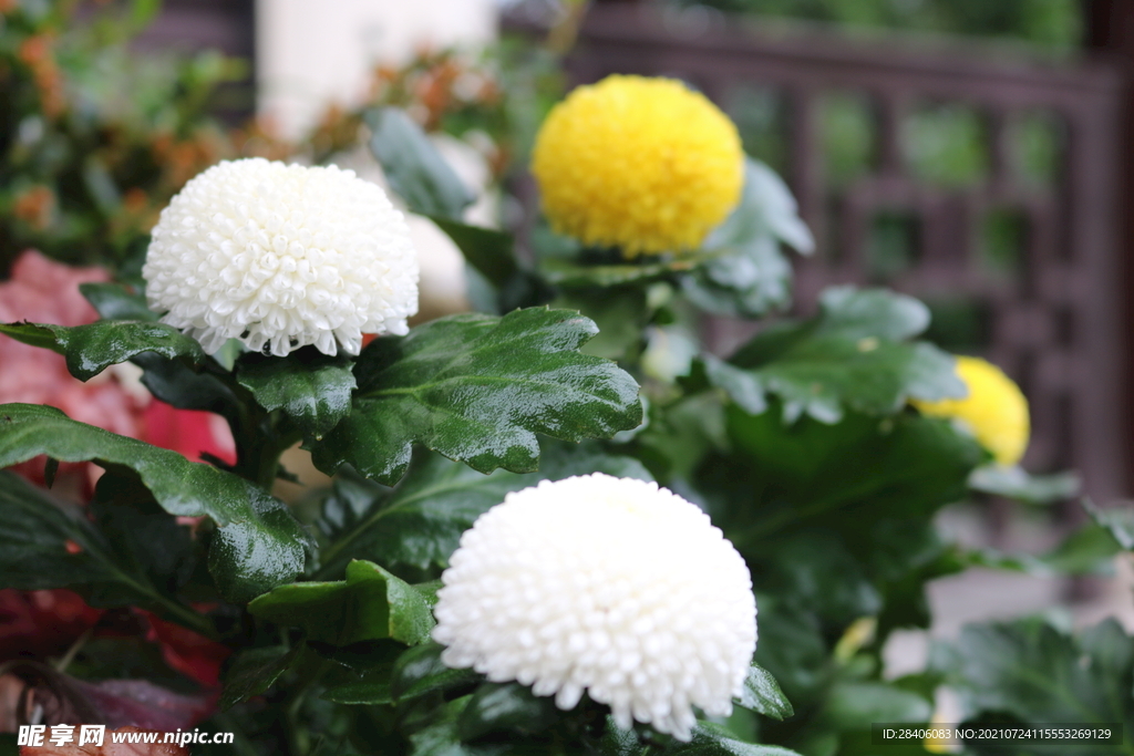 特写花卉