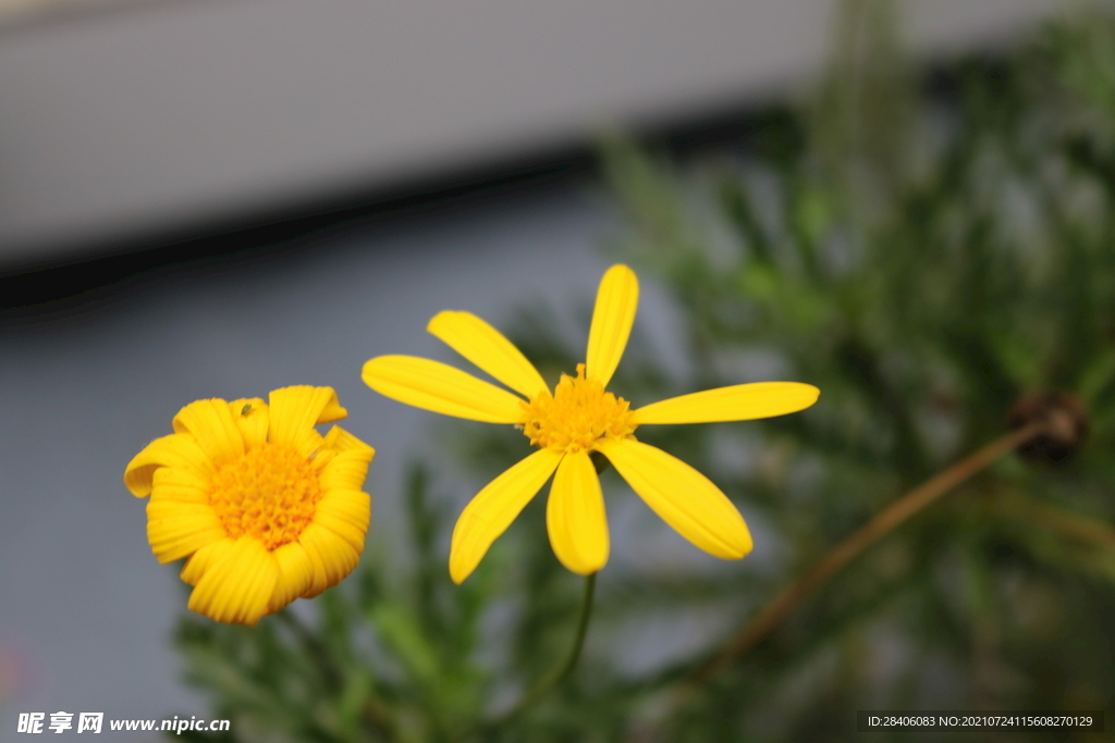 特写花